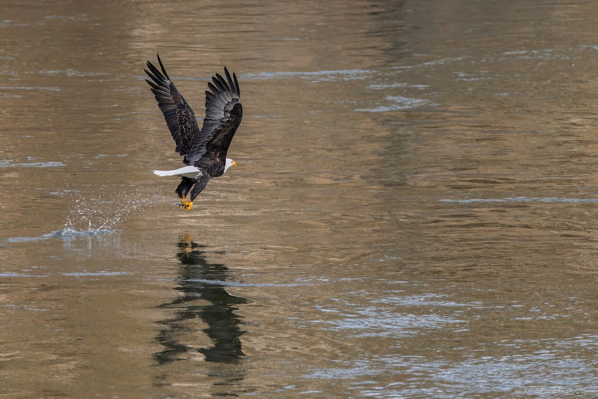 Bald Eagle - ML647677184