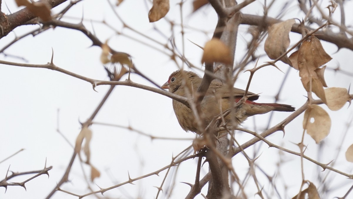 Red-billed Firefinch - ML647677191