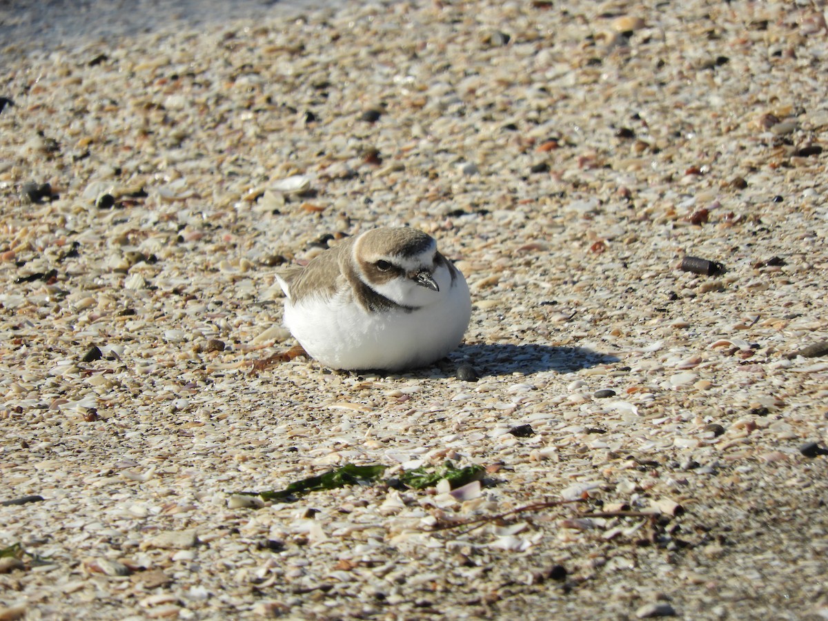 Txirritxo hankabeltza - ML647677192