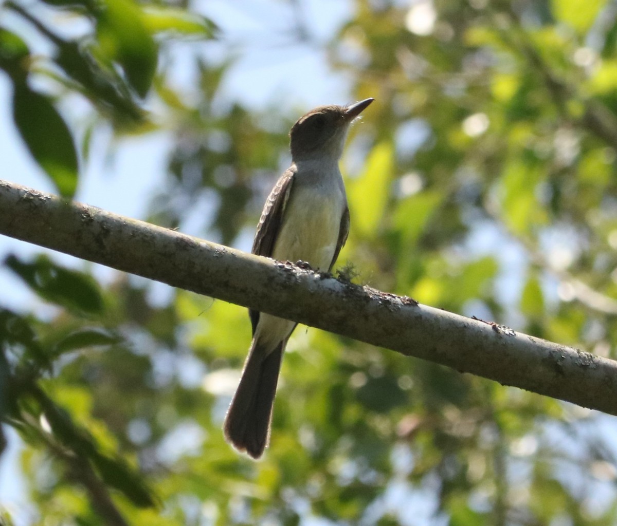 Swainson's Flycatcher - ML647677193
