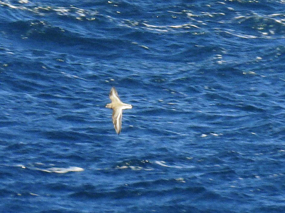 Txirri arrunta - ML647677198