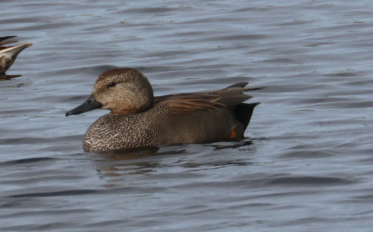 Ipar-ahatea - ML647677199