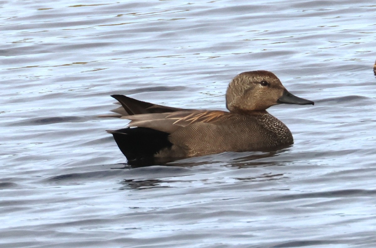 Ipar-ahatea - ML647677200