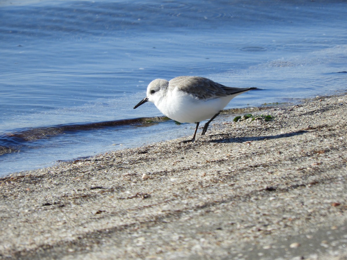 Txirri zuria - ML647677203