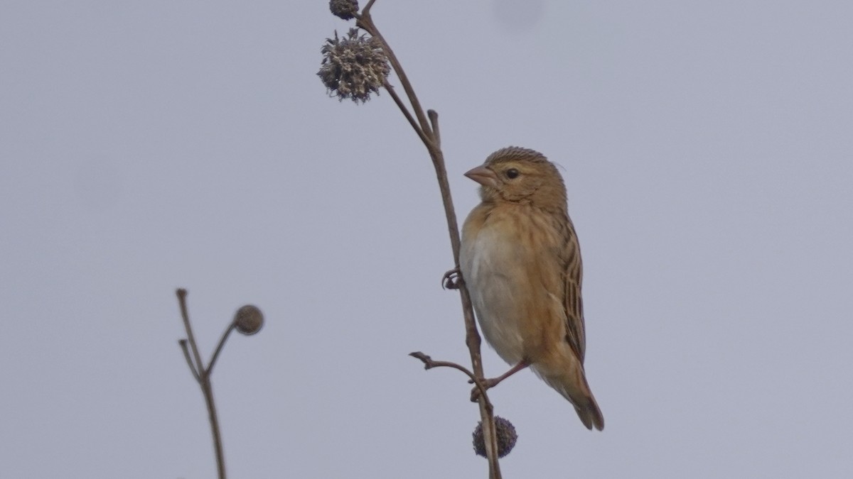 Iparraldeko euplekte laranja - ML647677204