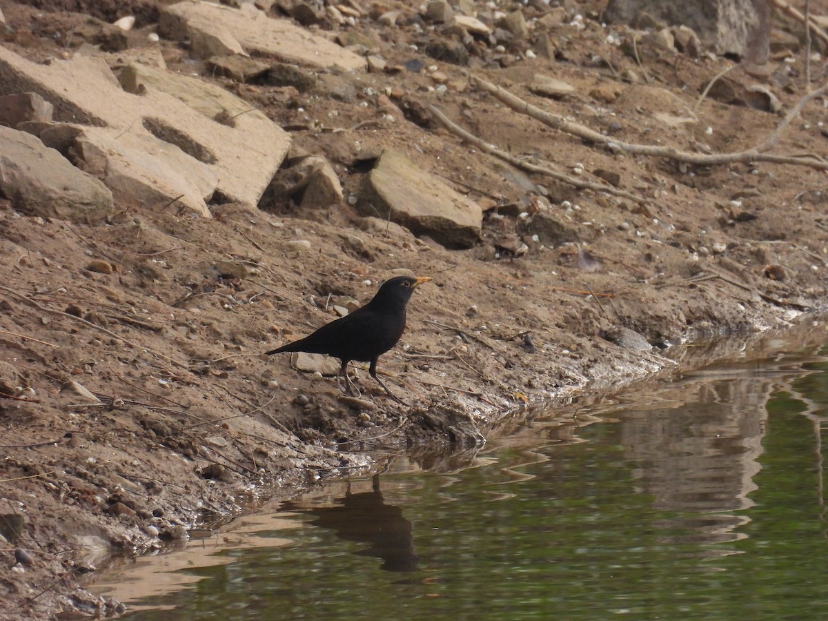 Chinese Blackbird - ML647677205