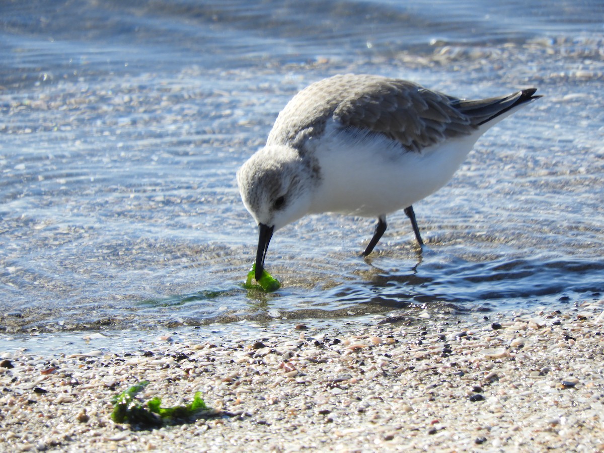 Txirri zuria - ML647677207