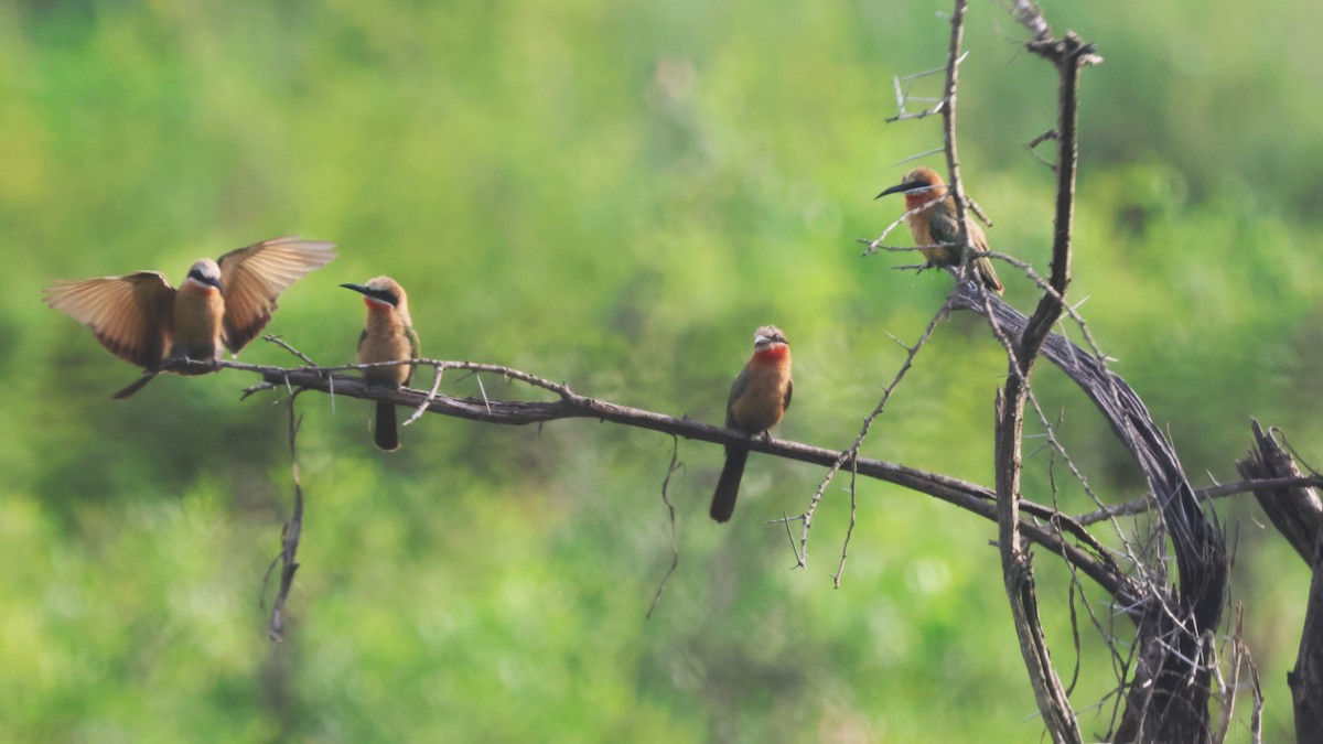 White-fronted Bee-eater - ML647677208