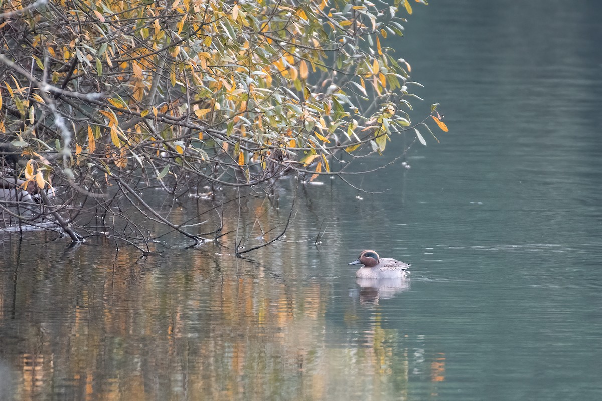 Zertzeta arrunta - ML647677209