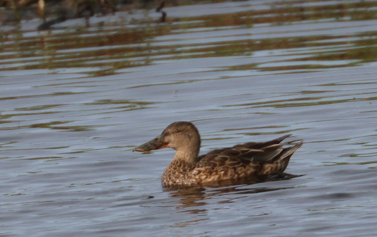 Ahate mokozabal zuria - ML647677212