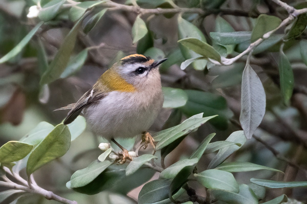 Erregetxo bekainzuria - ML647677213