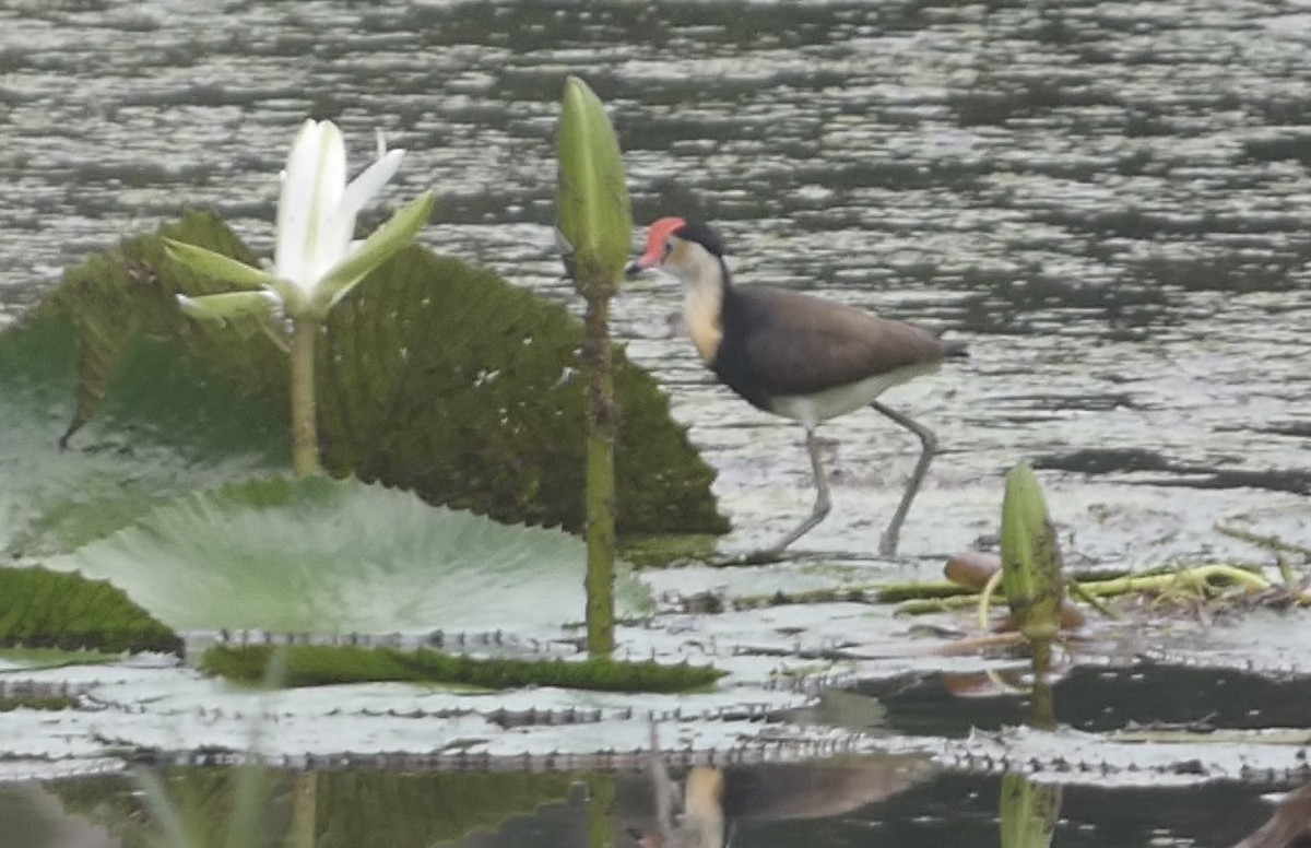 Jakana gandorduna - ML647677214