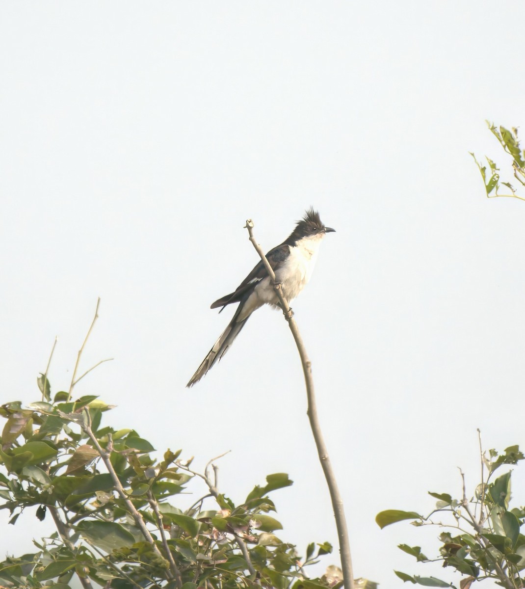 Pied Cuckoo - ML647677215