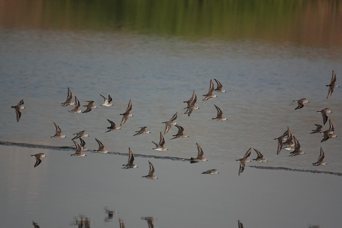 Little Stint - ML647677219