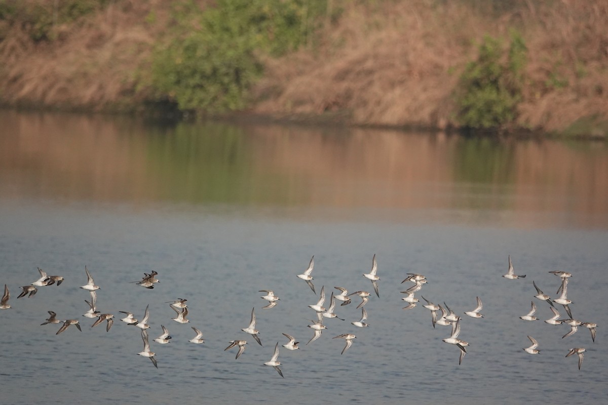 Little Stint - ML647677220