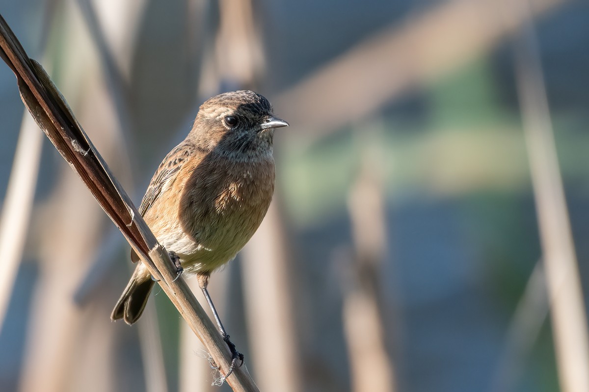 European Stonechat - ML647677231