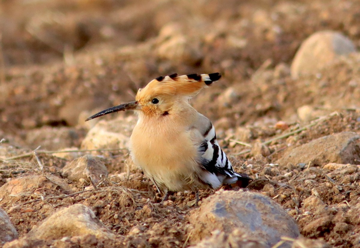 Common Hoopoe - ML647677233