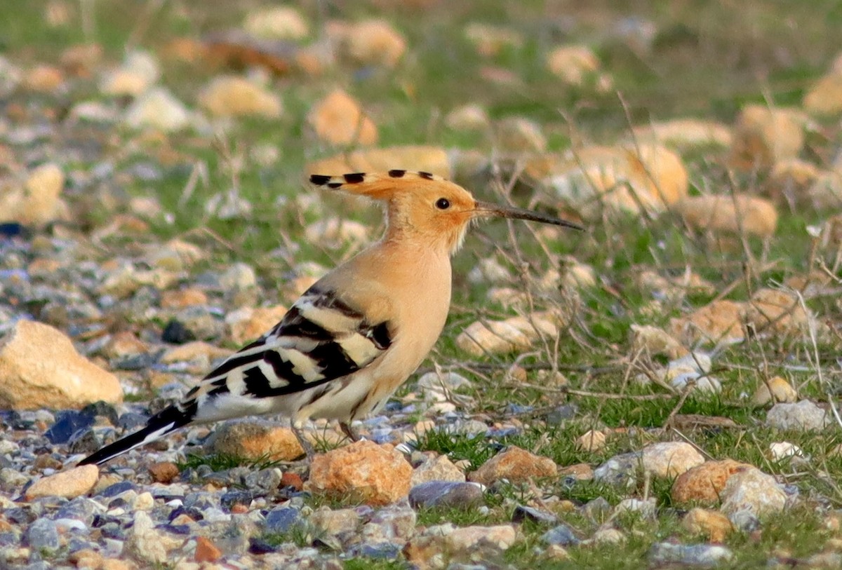 Common Hoopoe - ML647677234