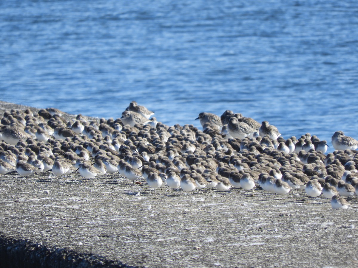 Dunlin - ML647677236