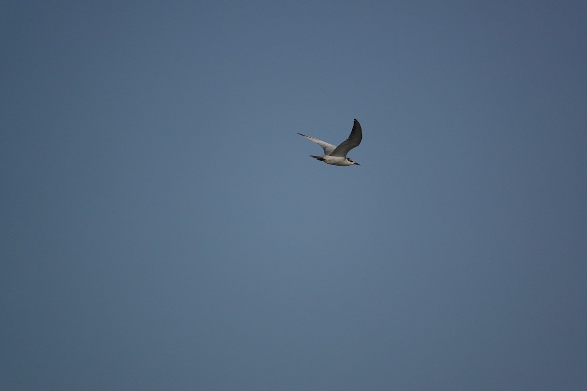 Gull-billed Tern - ML647677237