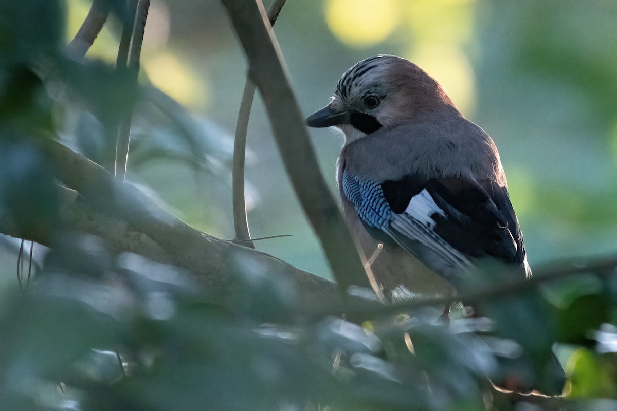 Eurasian Jay - ML647677240
