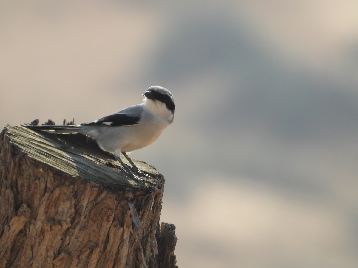 Great Gray Shrike - ML647677241