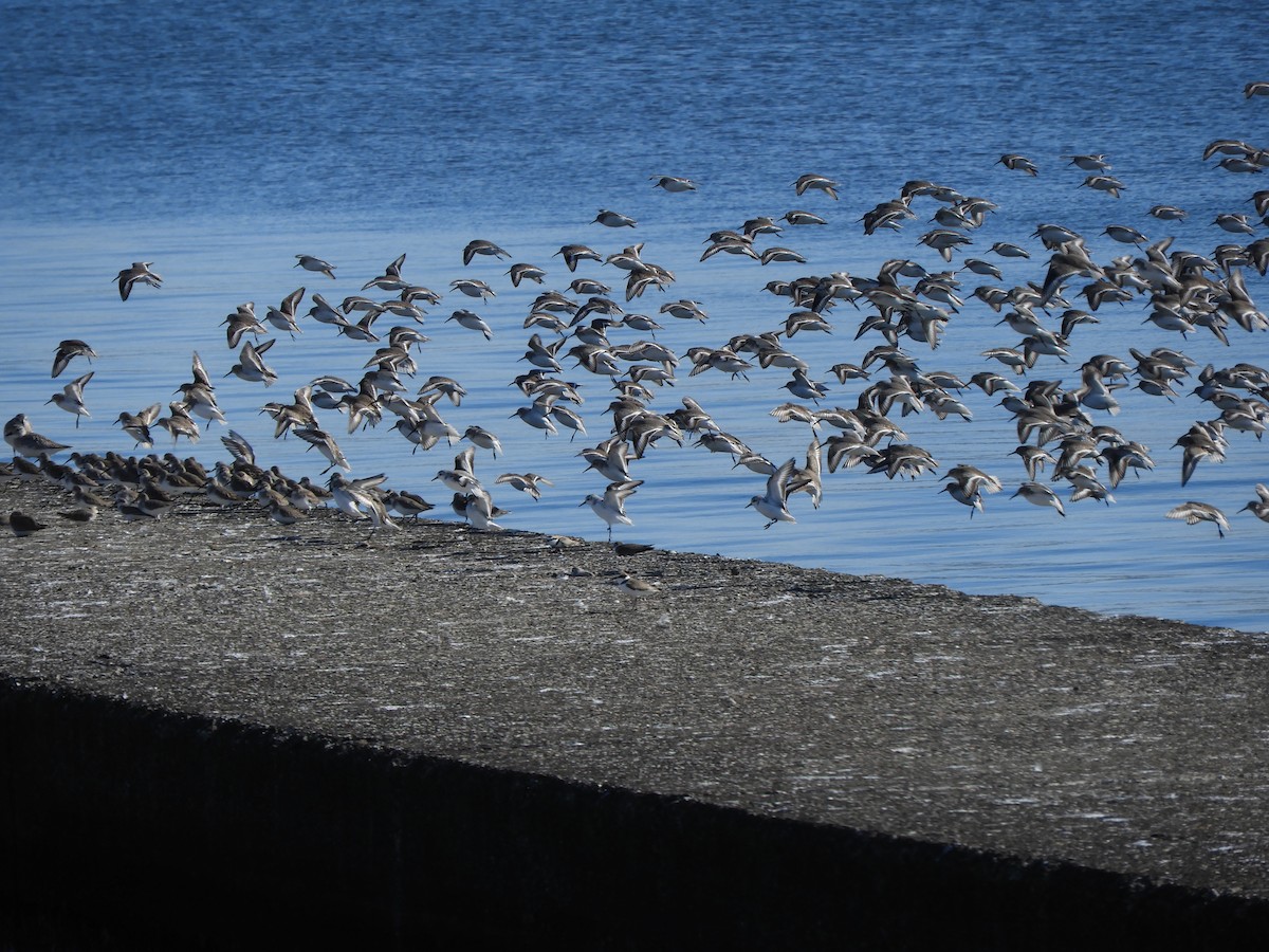 Dunlin - ML647677242