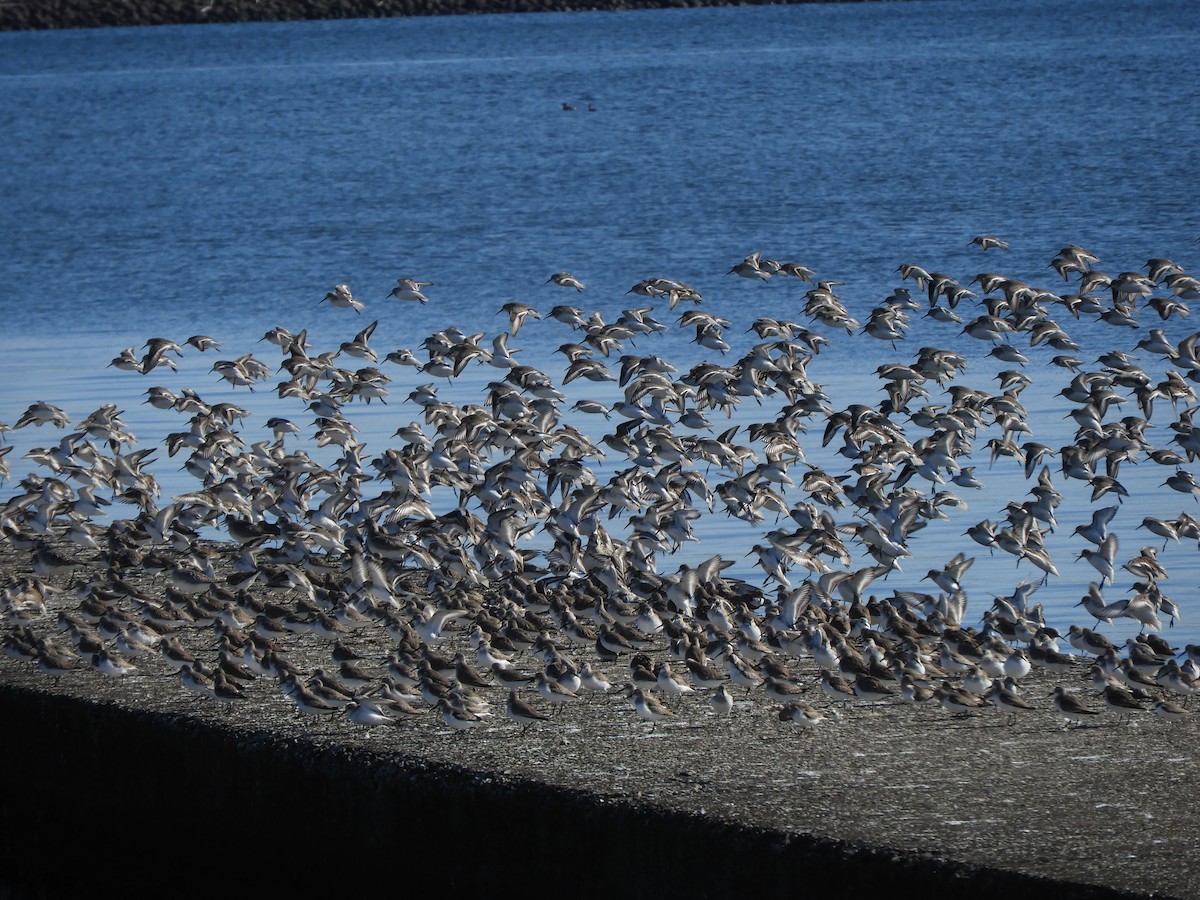 Dunlin - ML647677243