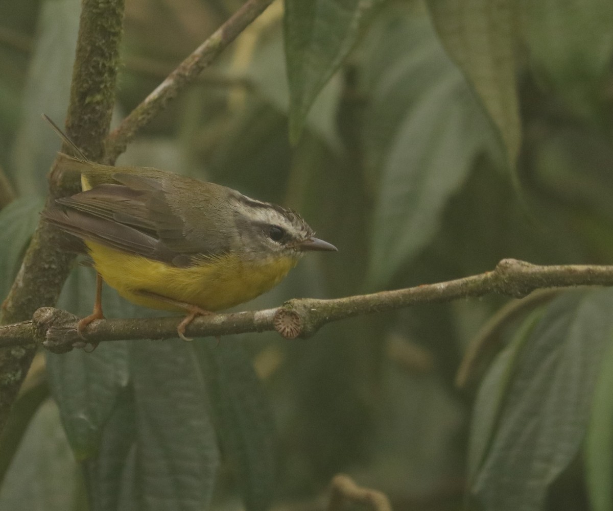 Golden-crowned Warbler - ML647677244