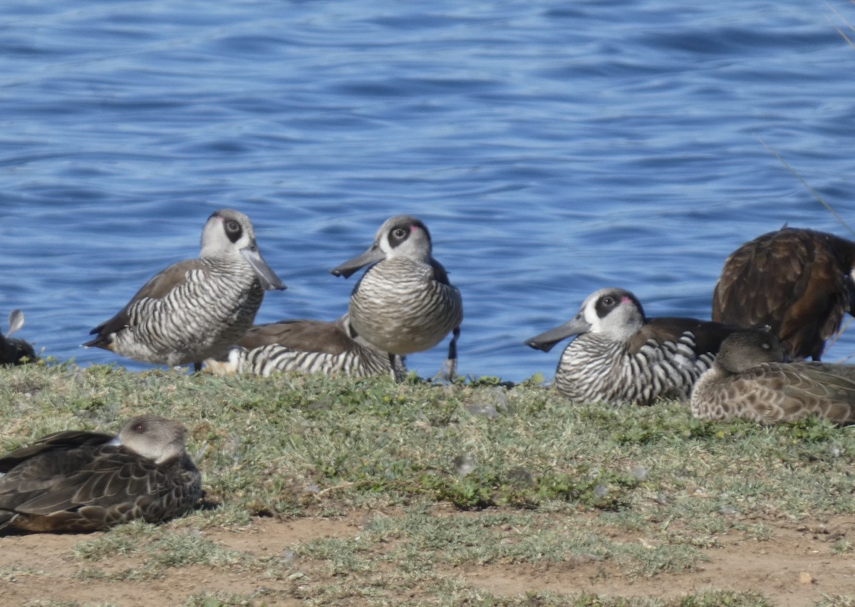 Pink-eared Duck - ML647677247