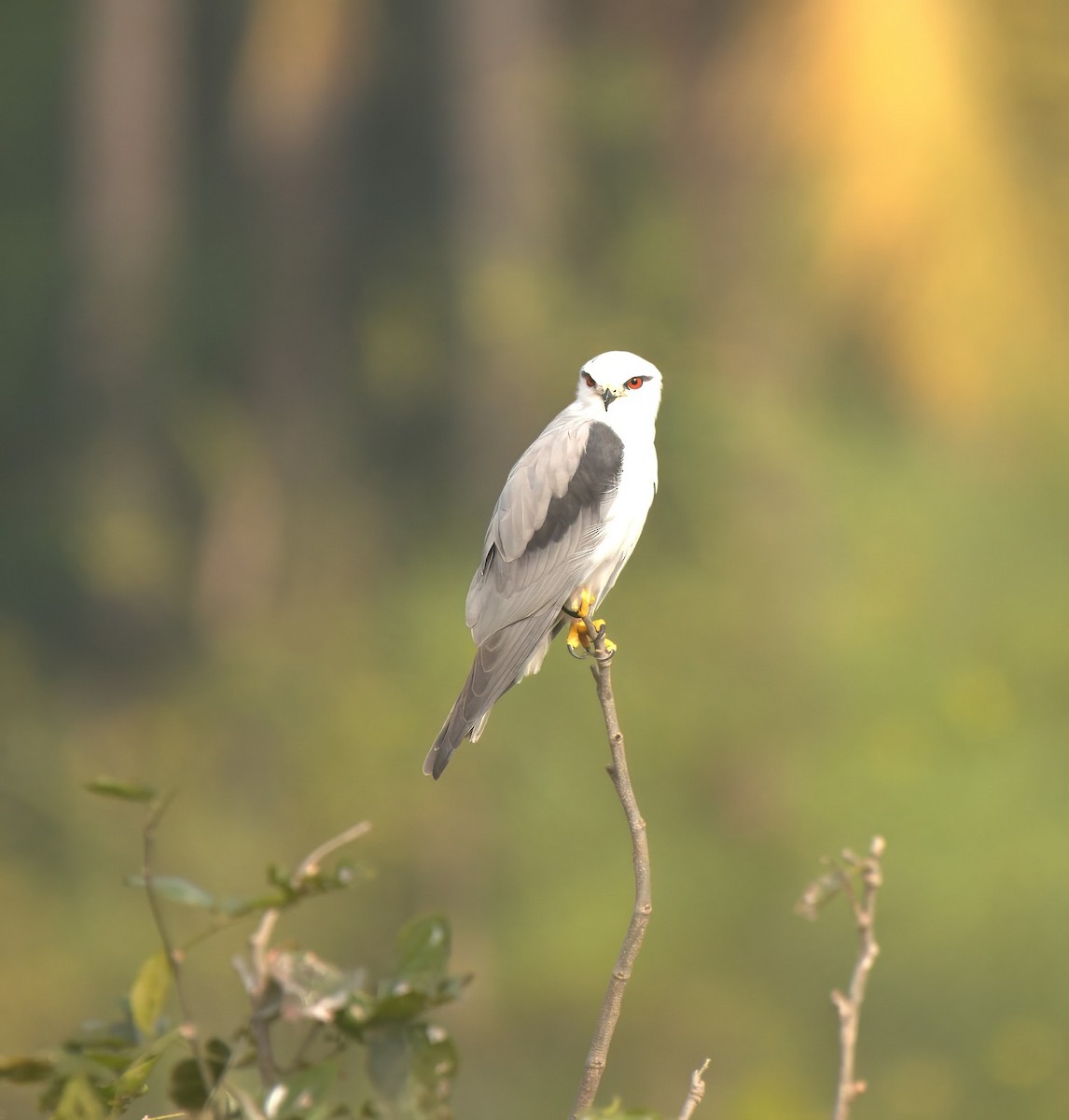 Black-winged Kite - ML647677248
