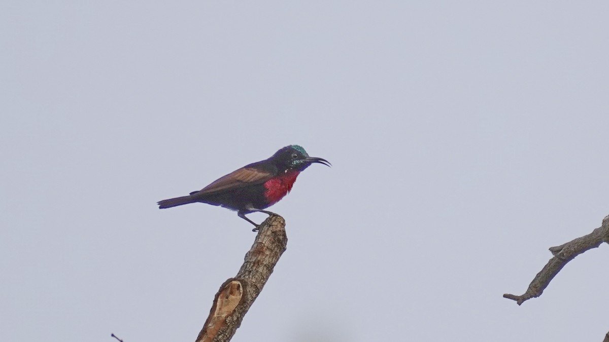 Scarlet-chested Sunbird - ML647677249