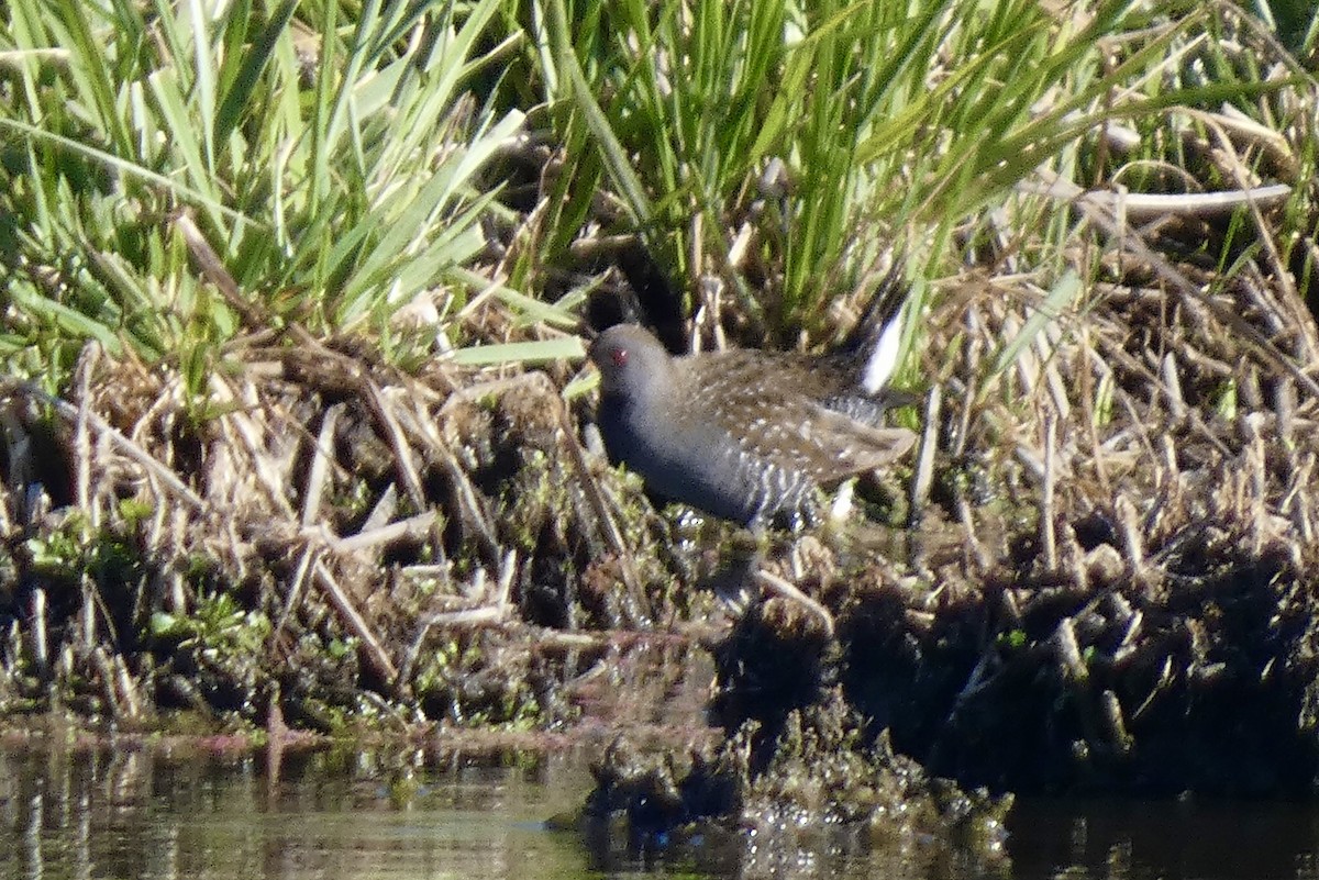 Australian Crake - ML647677250
