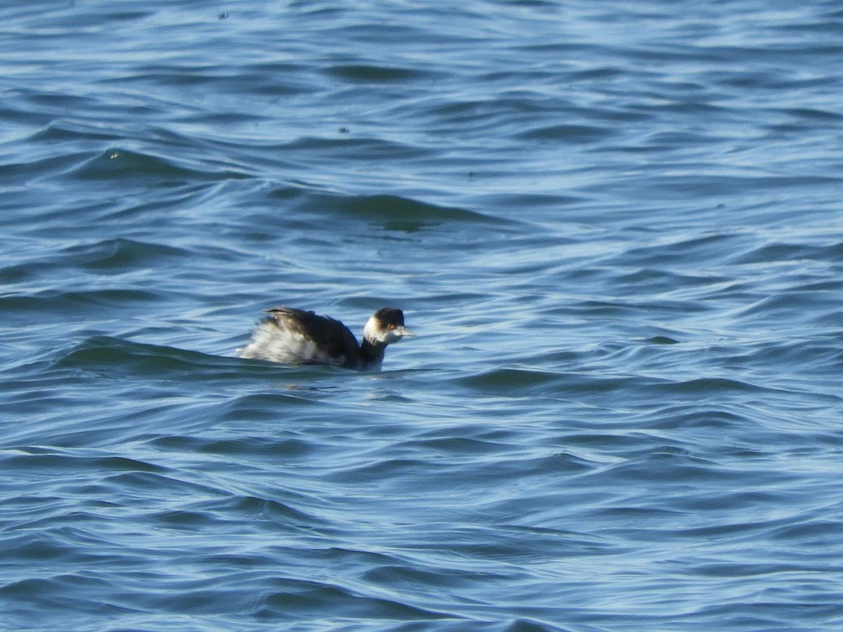 Eared Grebe - ML647677251