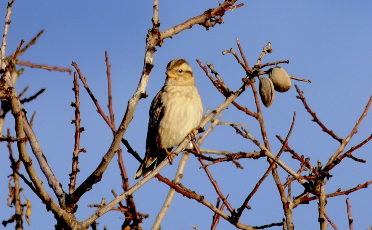 Rock Sparrow - ML647677252