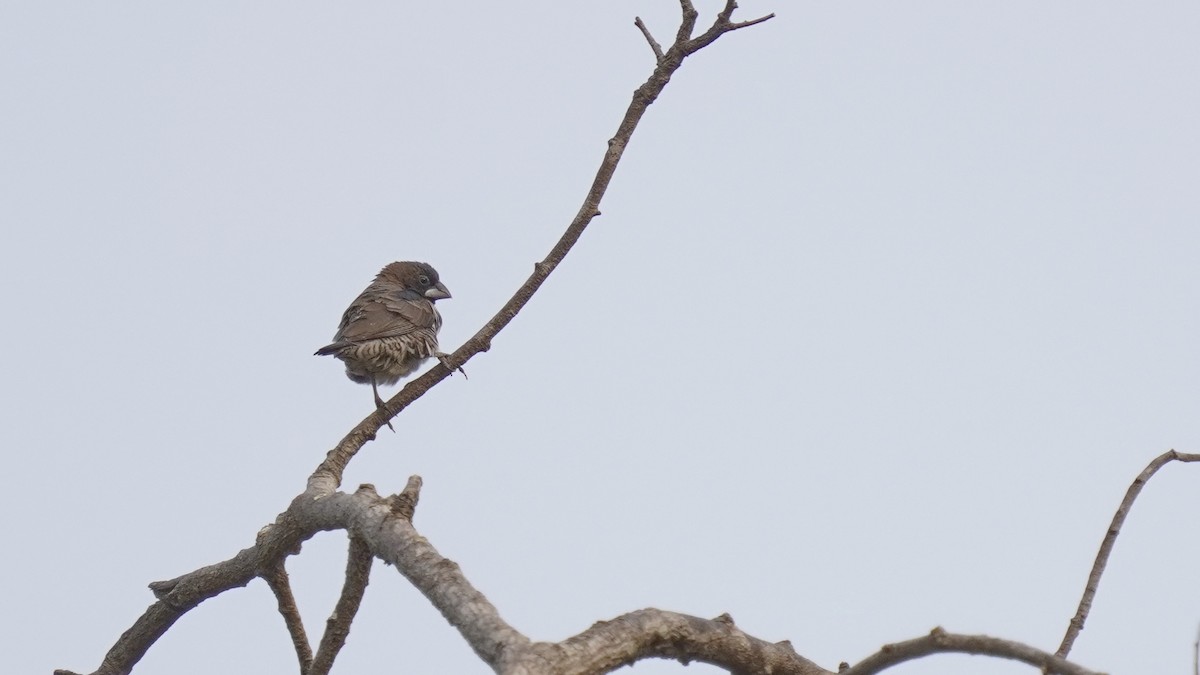 Bronze Mannikin - ML647677256