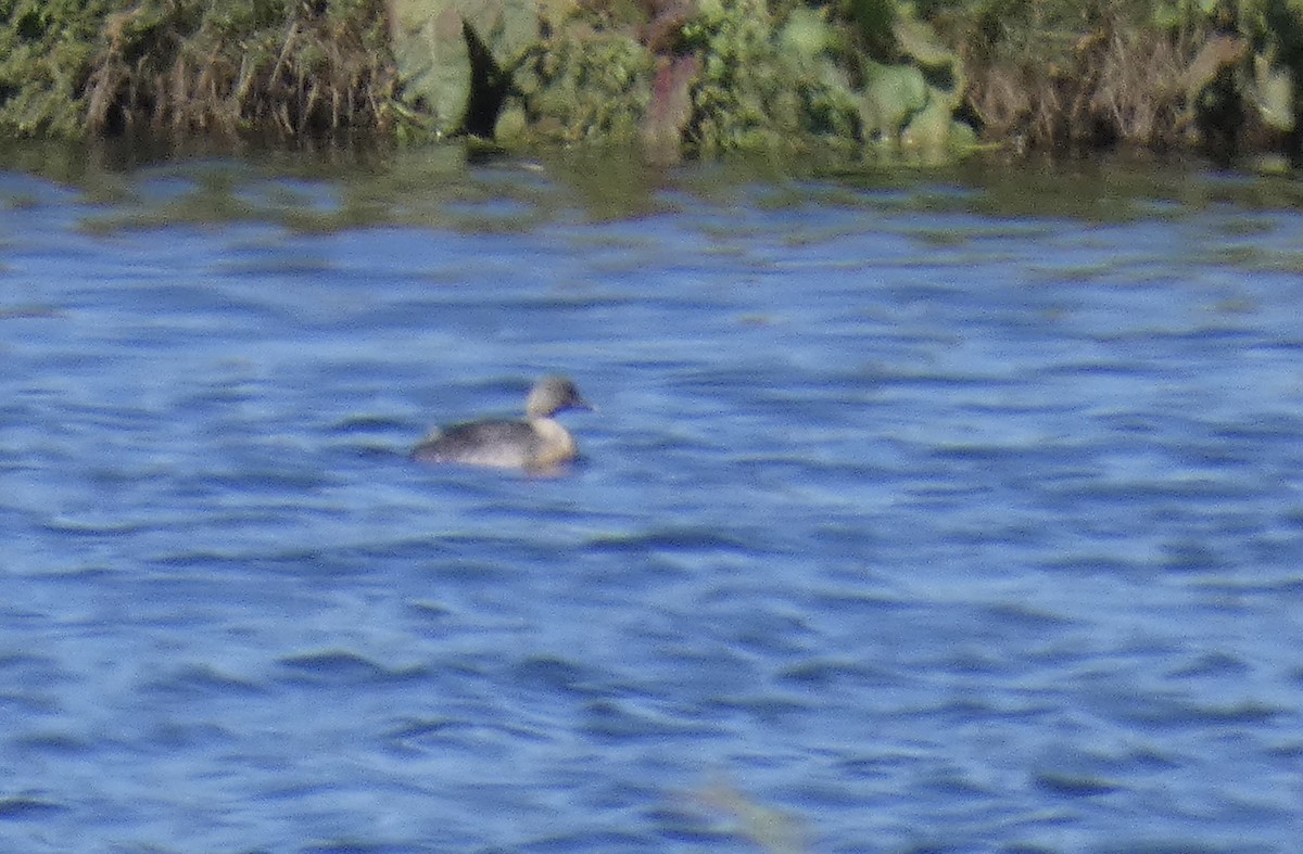 Hoary-headed Grebe - ML647677257