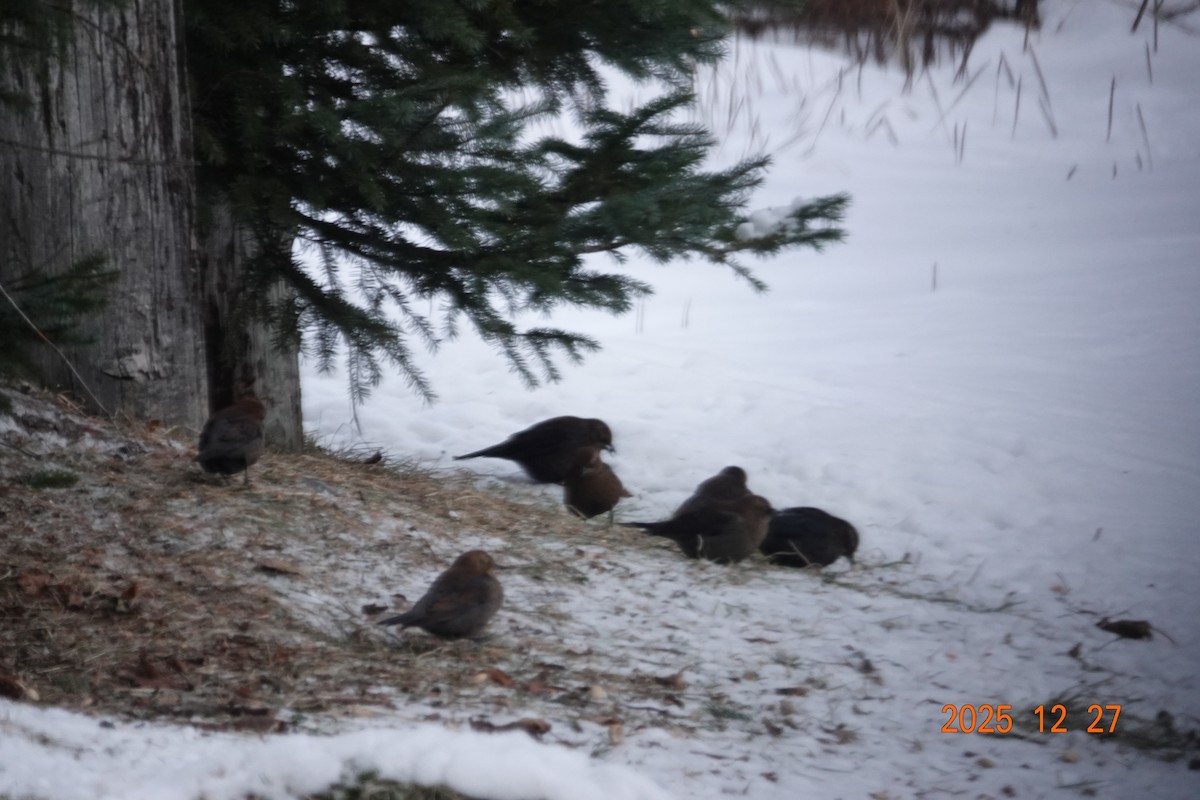 Rusty Blackbird - ML647677258