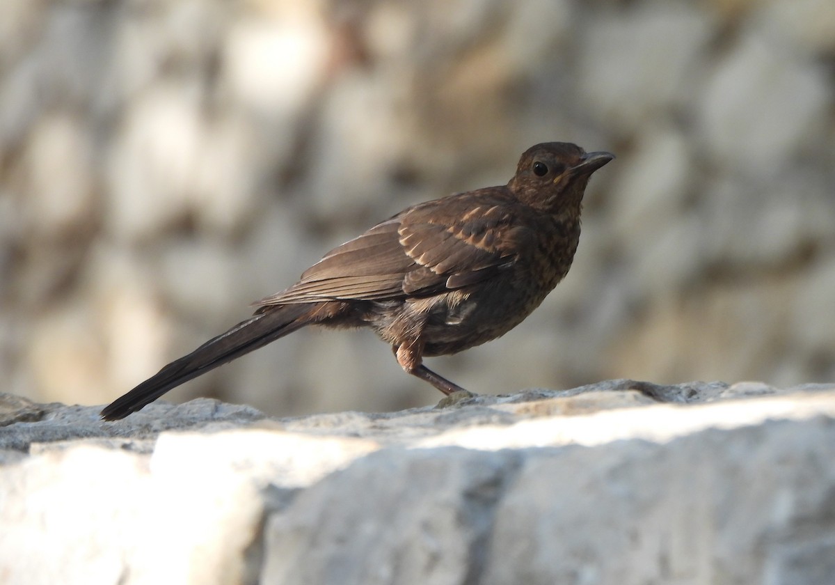 Eurasian Blackbird - ML647677259