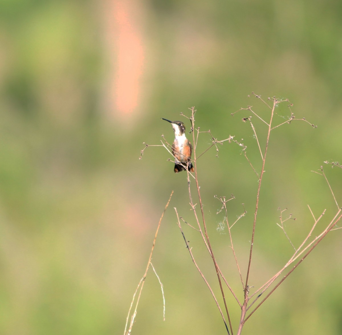 Amethyst Woodstar - ML647677265