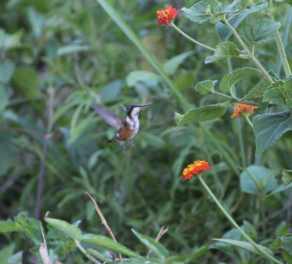 Amethyst Woodstar - ML647677266