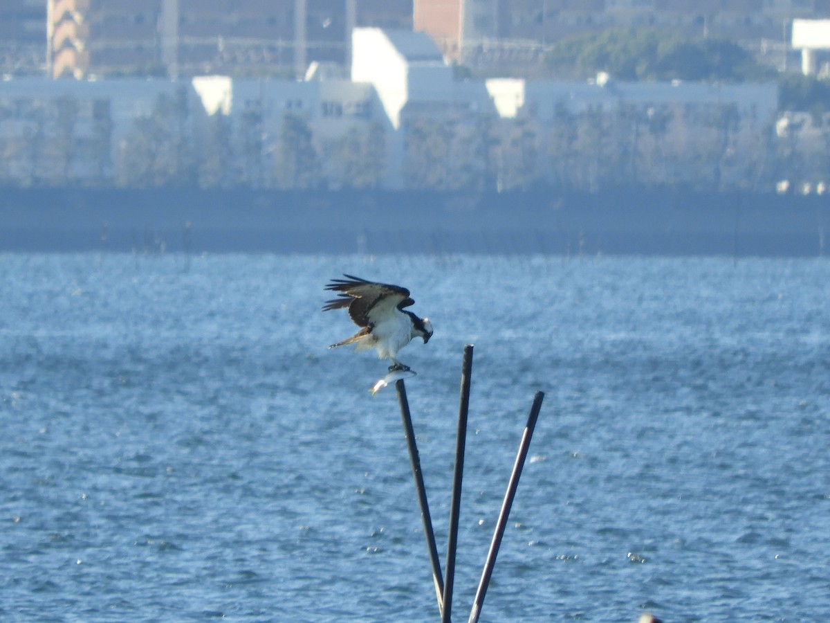 Osprey - ML647677267