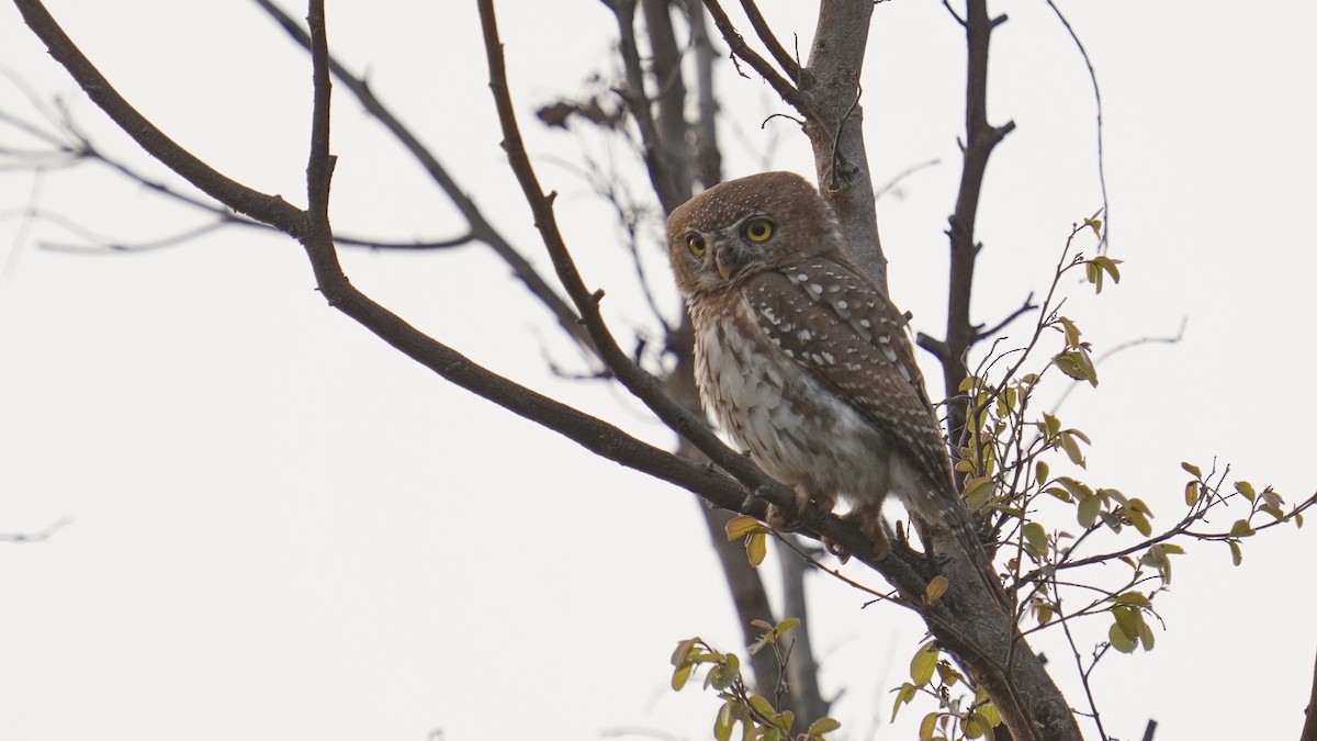 Pearl-spotted Owlet - ML647677310