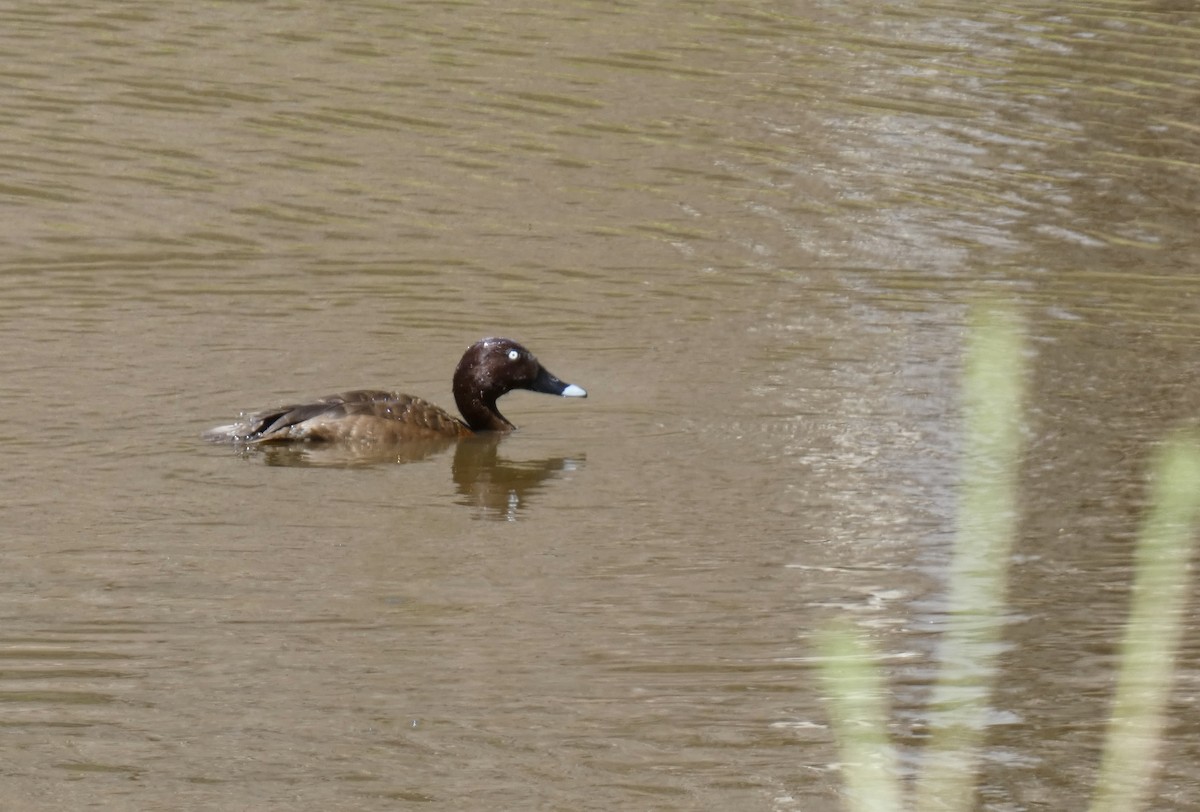 Hardhead - ML647677321