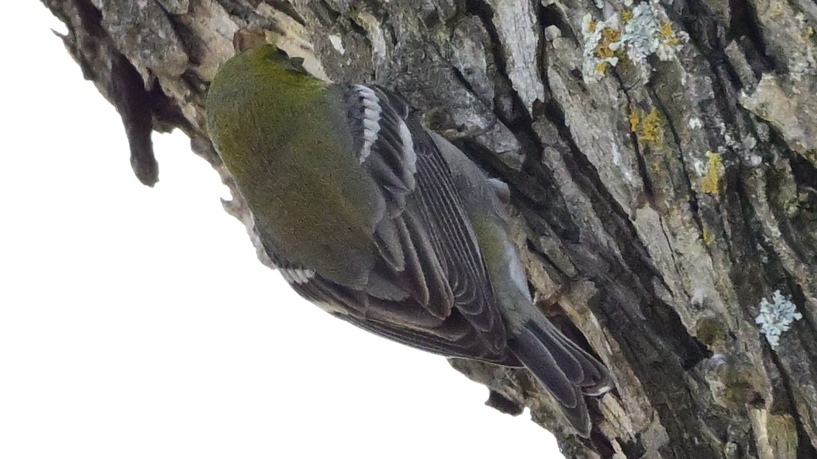 Pine Warbler - ML647677327