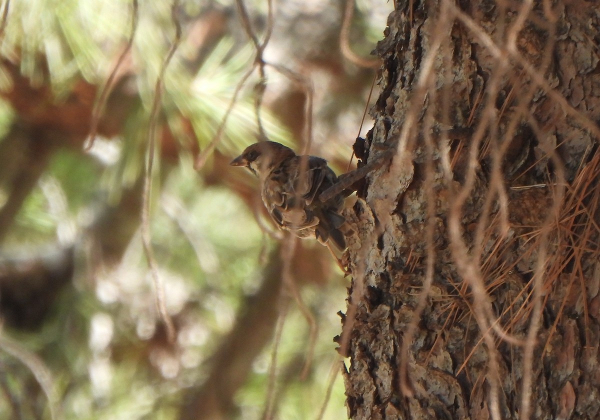 Gorrión Molinero - ML647677333