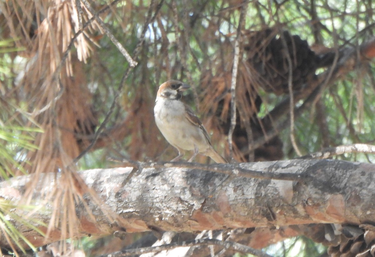 Gorrión Molinero - ML647677334