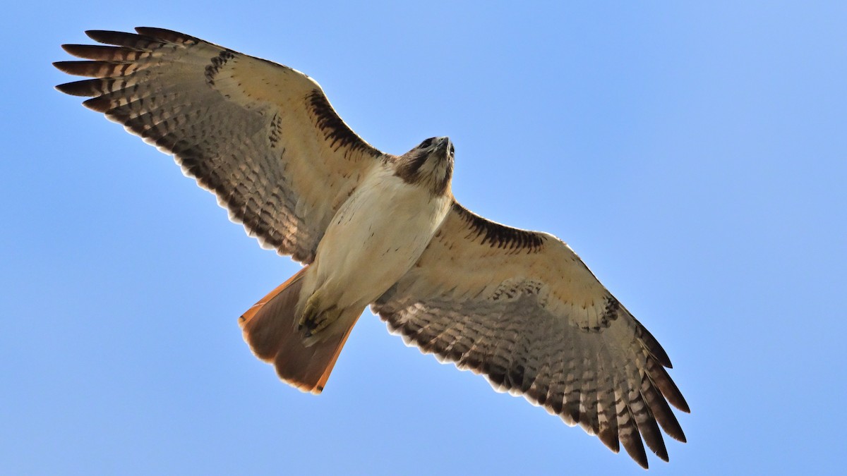 Red-tailed Hawk - ML647677335