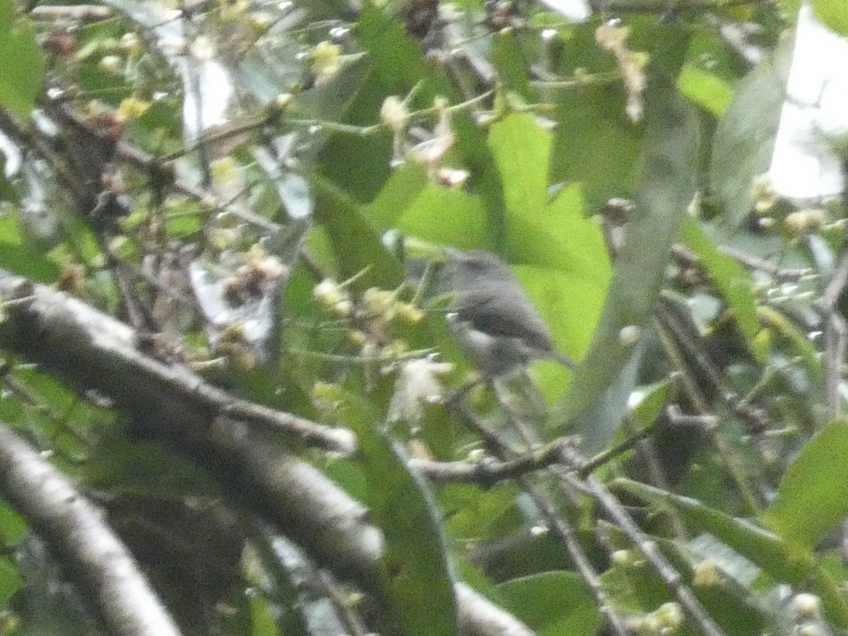 Brown Gerygone - ML647677361