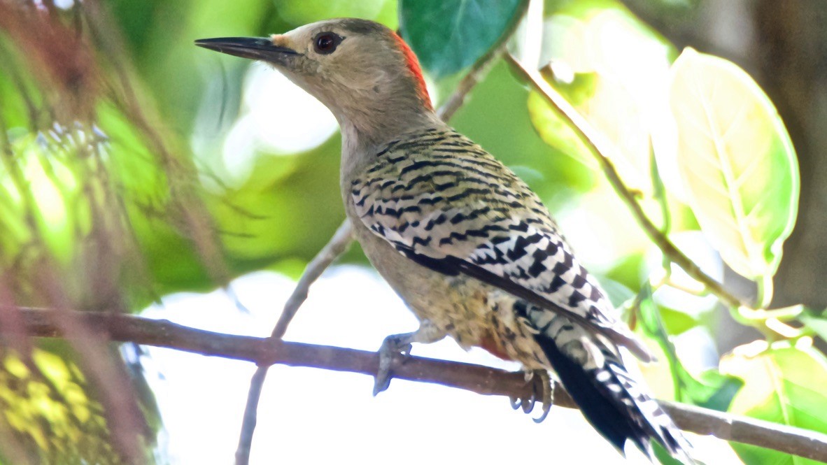 West Indian Woodpecker - ML647677379